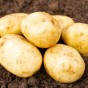 Ulster Prince Seed Potatoes - 2KG