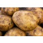 Ulster Sceptre Seed Potatoes