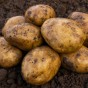 Ulster Sceptre Seed Potatoes