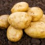 Ulster Sceptre Seed Potatoes - 2KG net (approx 20-25 tubers)