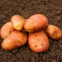 Kondor Seed Potatoes 8 Tuber Pack