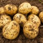 Valor Seed Potatoes - 2KG