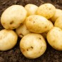 Valor Seed Potatoes - 20KG