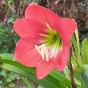 Amaryllis Vera Gift Box (1 Large 28/30cm Pre-Potted Bulb) Hippeastrum Ready for Planting Now in UK Indoor Flowering Christmas Garden Gift
