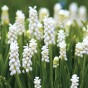 Garden with Jonny Muscari White Pearl 20 Bulbs