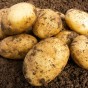 Wilja (2kg - Approx. 20-25 Tubers) Christmas Harvest Summer Planting Second Cropping Seed Potatoes, Grows Approx. 200 Potatoes, by Jamieson Brothers