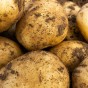 Wilja (2kg - Approx. 20-25 Tubers) Christmas Harvest Summer Planting Second Cropping Seed Potatoes, Grows Approx. 200 Potatoes, by Jamieson Brothers