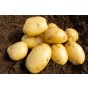 Wilja Seed Potatoes