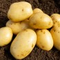Wilja (2kg - Approx. 20-25 Tubers) Christmas Harvest Summer Planting Second Cropping Seed Potatoes, Grows Approx. 200 Potatoes, by Jamieson Brothers