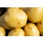 Wilja Seed Potatoes