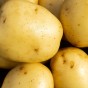 Wilja (2kg - Approx. 20-25 Tubers) Christmas Harvest Summer Planting Second Cropping Seed Potatoes, Grows Approx. 200 Potatoes, by Jamieson Brothers