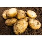 Wilja Seed Potatoes - 20KG