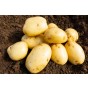 Wilja Seed Potatoes - 20KG