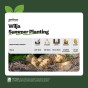 Wilja (2kg - Approx. 20-25 Tubers) Christmas Harvest Summer Planting Second Cropping Seed Potatoes, Grows Approx. 200 Potatoes, by Jamieson Brothers