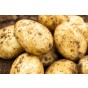 Winston Seed Potatoes