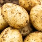 Winston Seed Potatoes - 20KG