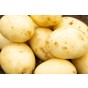 Winston Seed Potatoes