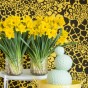 100 Freshly Cut Mixed Orange & Yellow Daffodils - Ready to Bloom | Perfect for Home Décor, Indoor Displays & Easter Gifts UK