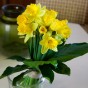 150 Freshly Cut Mixed Orange & Yellow Daffodils - Ready to Bloom | Perfect for Home Décor, Indoor Displays & Easter Gifts UK