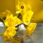 100 Freshly Cut Mixed Orange & Yellow Daffodils - Ready to Bloom | Perfect for Home Décor, Indoor Displays & Easter Gifts UK