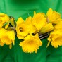 150 Freshly Cut Mixed Orange & Yellow Daffodils - Ready to Bloom | Perfect for Home Décor, Indoor Displays & Easter Gifts UK