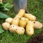 Seed Potato Bundle – 6 Varieties, 12kg Total (Red Duke of York, Rocket, Charlotte, Wilja, Desiree & Maris Piper) – First Early, Second Early & Maincrop Potatoes for a Full Season Harvest