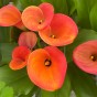 Calla Lily - Orange (Zantedeschia Spp.) 2x Spring Planting Flower Bulbs