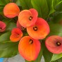 Calla Lily - Orange (Zantedeschia Spp.) 2x Spring Planting Flower Bulbs