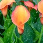 Calla Lily - Orange (Zantedeschia Spp.) 2x Spring Planting Flower Bulbs