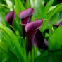 Calla Lily - Purple Sensation (Zantedeschia Spp.) 2x Spring Planting Flower Bulbs