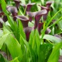 Calla Lily - Purple Sensation (Zantedeschia Spp.) 2x Spring Planting Flower Bulbs