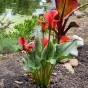 Calla Lily - Red (Zantedeschia Spp.) 2x Spring Planting Flower Bulbs