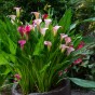 Calla Lily - Rehmannii (Zantedeschia Rehmannii) 2x Spring Planting Flower Bulbs