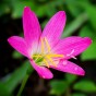 Zephyranthus Robustus Pink (Zephyranthus Robustus) 12x Spring Planting Flower Bulbs