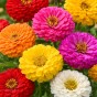 Zinnia Oklahoma Mix – 50 Compact Cut Flower Seeds for Vibrant Summer Displays