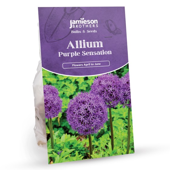 Allium Bulbs - Purple Sensation (12 bulbs)