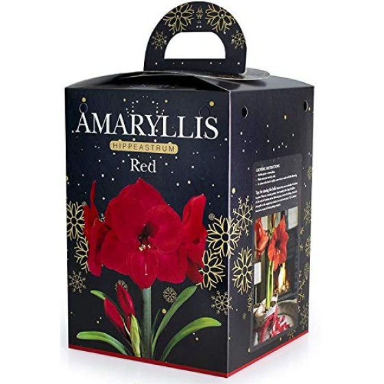 Amaryllis Red Gift Box