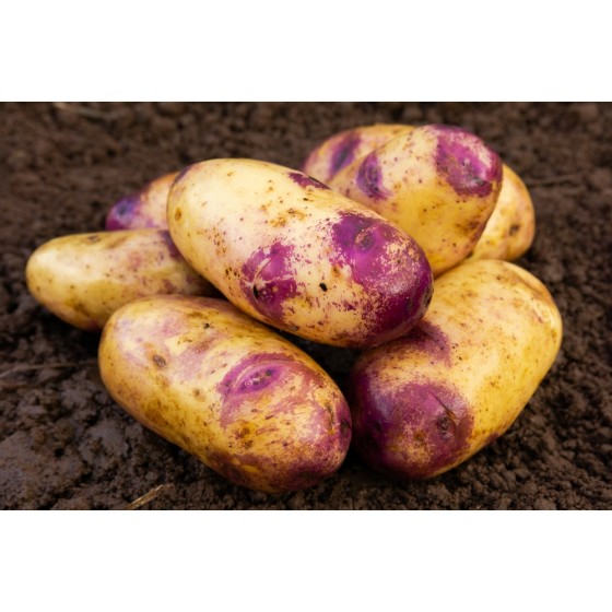 Blue Belle Seed Potatoes