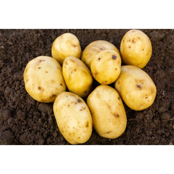 Duke of York Seed Potatoes