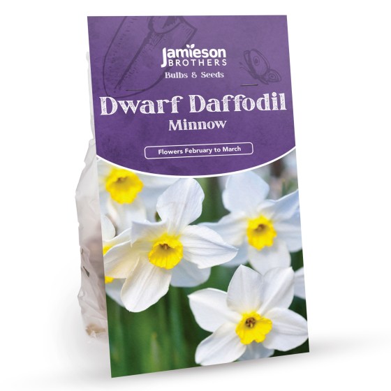 Minnow Daffodils (25 Bulbs) - Dwarf Daffodils by Jamieson Brothers® 