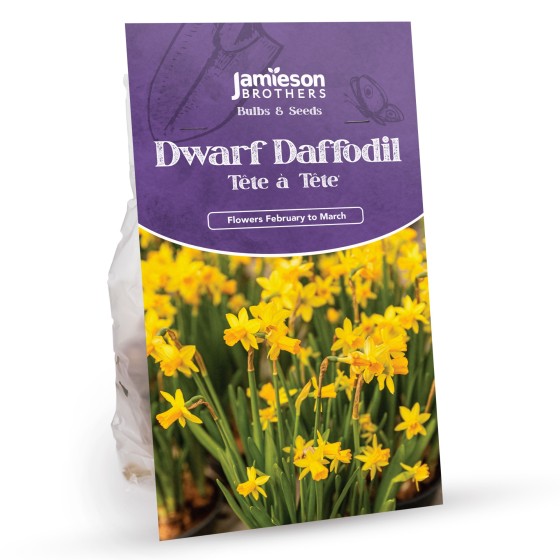 Dwarf Daffodil Bulbs - Tete a Tete (100 bulbs)