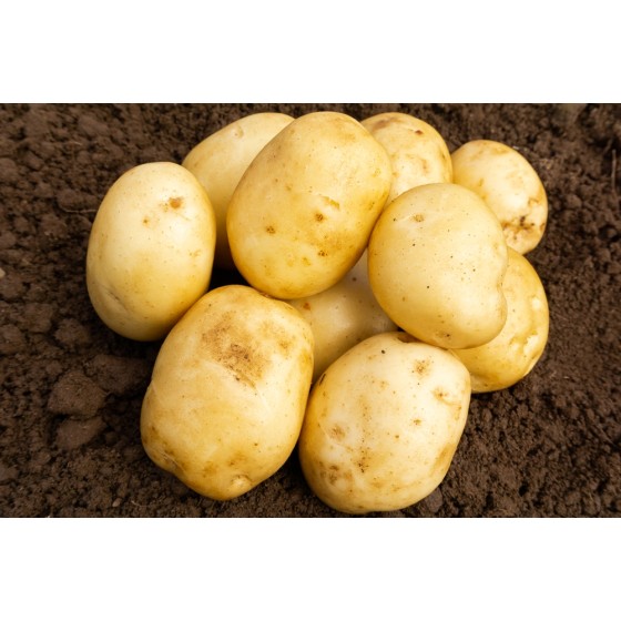 Home Guard Seed Potatoes