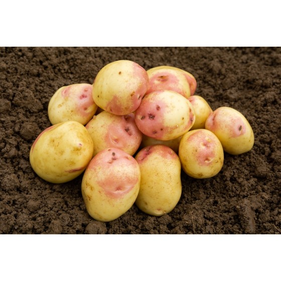 King Edward  Seed Potatoes