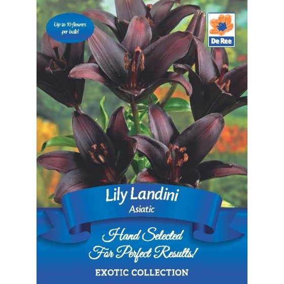 Lily Landini