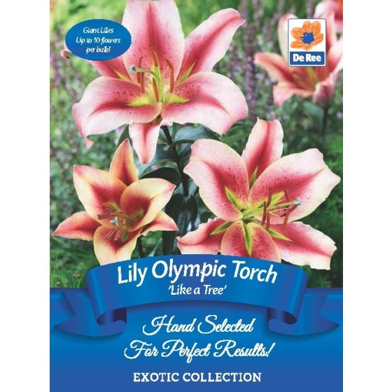 Lily 'Like a tree'  - Olympic Torch (2 bulbs)