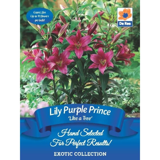 Lily 'Like a Tree' - Purple Prince (2 bulbs)