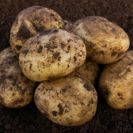 Sagitta Seed Potatoes