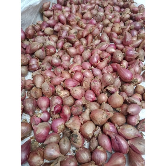 Jamieson Brothers® Red Sun Shallot Sets - 32 pack