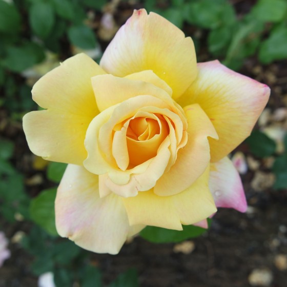 Hybrid Tea Rose - Sutter's Gold, bare rootball by Jamieson Brothers