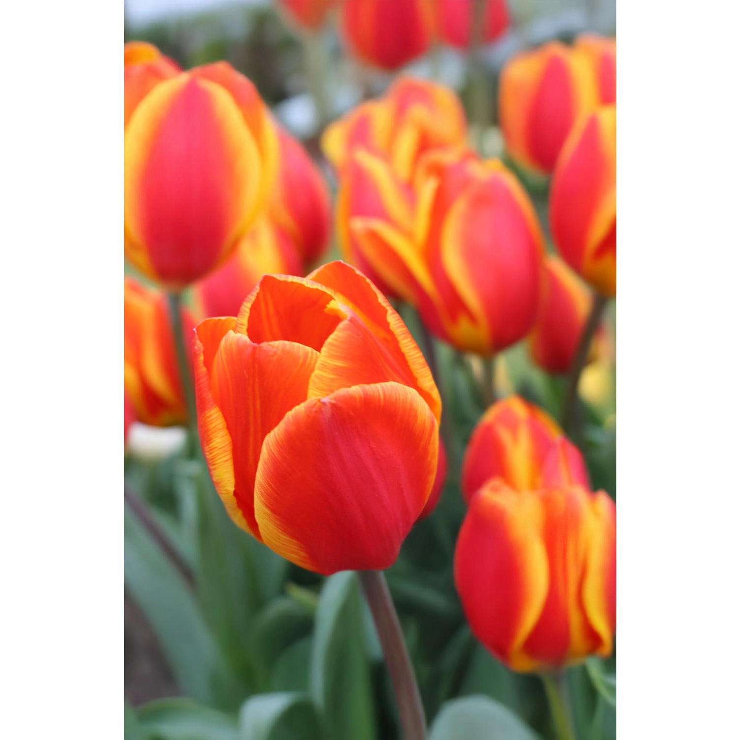 Tulip Bakerii 'Lilac Wonder' Bulbs - Buy Online At Farmer Gracy UK